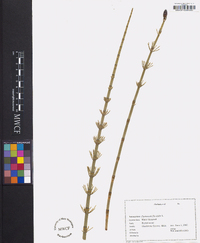 Equisetum fluviatile image